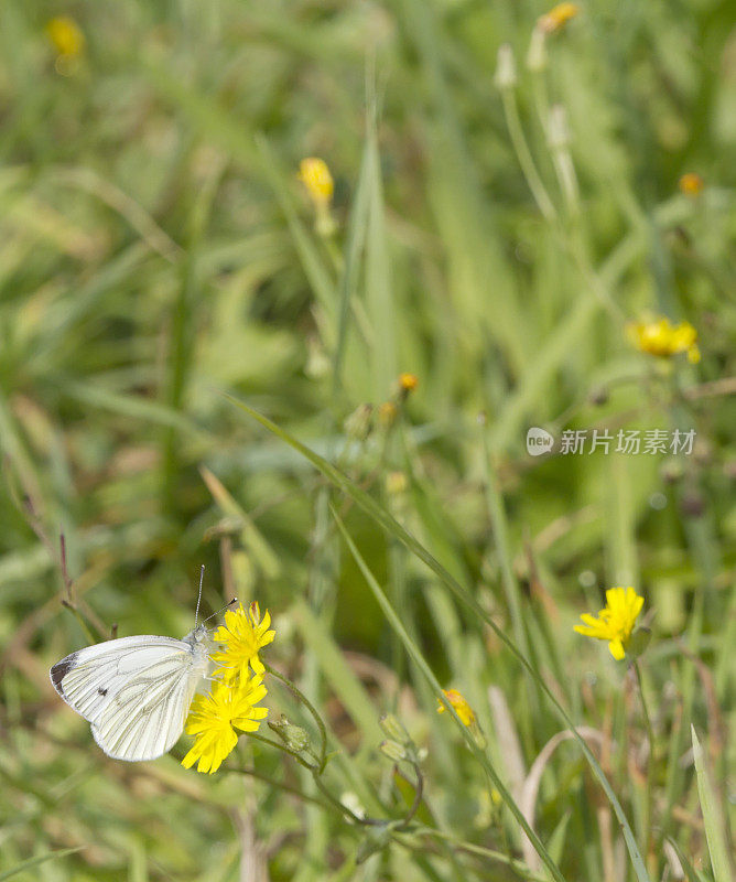 绿脉白蝶(Pieris napi)